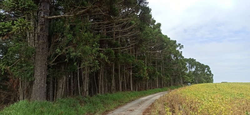 Terreno - Venda - Prestes - Lapa - PR