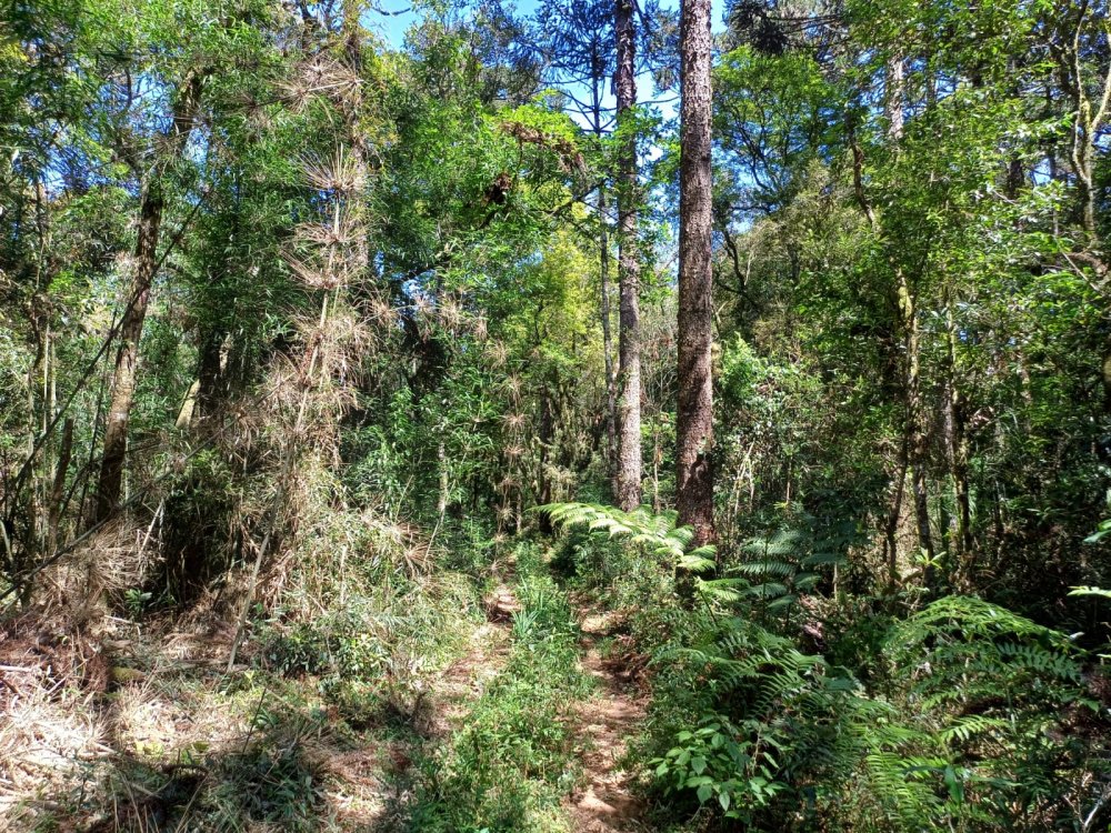 Terreno - Venda - Prestes - Lapa - PR